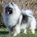 Majestic Queen Of Antartic Angels