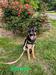 Von Dawn's Samson