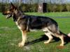 Onyx vom Teuchelwald
