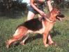  Lassie z Gilanu