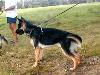 Sachsenbluts Balto