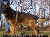 Tarko Von Der Grossen Eiche