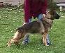 Balu von Fenja