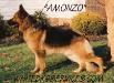 Amonzo Von Der Wilmothhaus