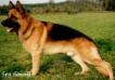 CH BLR,R.CACIB,8XCAC Sen Sonny