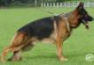 Buddy von Athaba