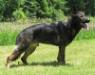 Beowulf vom Wildhaus
