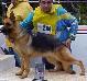SEL 1 (BRAZIL) Merlina der Blauen Hunde