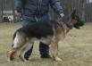 Sachsenbluts Dux