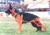 TKA . CH.VA SIEGER Solar of Bee Dar Kennel