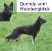 Quendy vom Weinbergblick