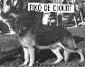  Elko De Cloudt