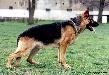Dasty Suche lazce
