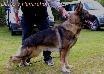 Dingo van Pamirahof
