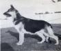  Eveley's Jenny of Silverlands