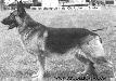 UK.CH. Archer of Brinton