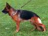Komsa's Beckey