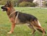 Golo von der Waldesruh