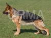 Heleros Rosel