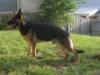 Rebel Canine-Extreme