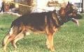  Gento von Haus Larwin