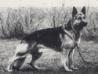  Alsatians Gosch