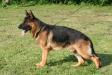 Nanuk von Kassandra