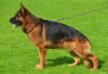 Hillson von Athaba