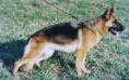 Chipsy von Marbach