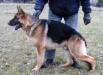 Yamo vom Westernholz