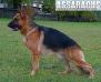 Eddy of Assaracus