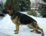 Palme Einsamer Wolf