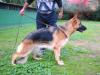 Xitta De Chenil El Togo