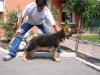 Aslan de Haus Lolin