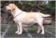 PHIL GR CH Angelfield's Hazel