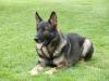Bandit vom Isarland