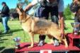  Onara von der Champs