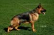 V Dixy aus Westsachsen