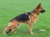 Luna v.d. Ybajo Hoeve