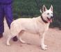 WORLDCHAMP 91; Falco of White Shepherd