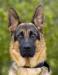 Buzz Canine Extreme