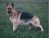  Peni Savsa Dog's