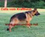 Calla vom Krafthaus