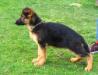 Neron crveni mayestoso