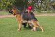 Chack Schreidon