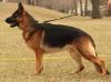 Gunner Canine Extreme