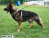 Artcacib (Loviselli)