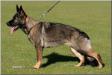 Aicy von der Glacis