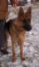 Newcombe's Angus