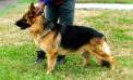 Baccio Canine Extreme